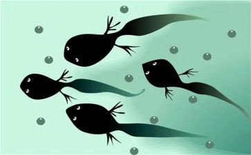 养蝌蚪教学反思7篇