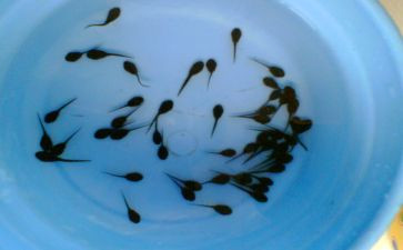 养蝌蚪教学反思通用8篇