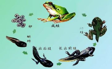 养蝌蚪教案精选7篇