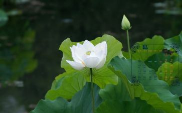 大班6月工作计划5篇