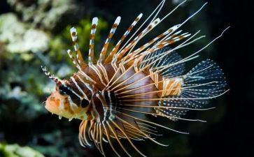 高二上学期生物工作计划5篇
