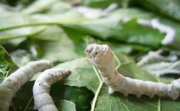 蚕姑娘读后感8篇