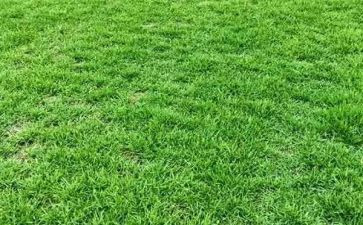 采草莓作文参考6篇