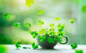 读后感草房子读后感参考8篇
