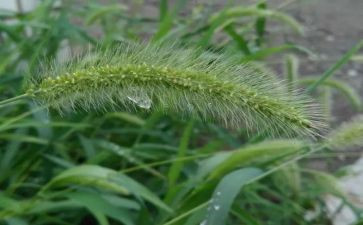 小草房读后感400字优质7篇