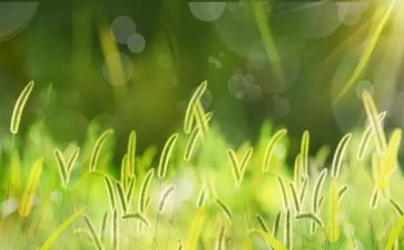 读后感草房子作文精选5篇