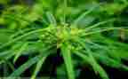 《草》读后感300字6篇