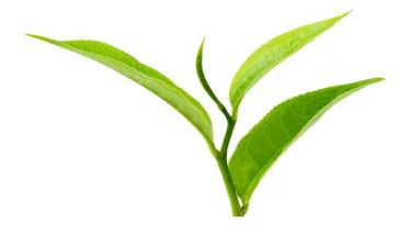 在茶艺培训心得体会通用5篇