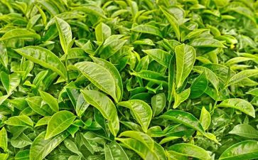 茶心得体会500字5篇
