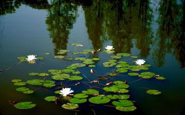 《小池塘》教案5篇