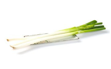 葱的收获和心得体会参考5篇