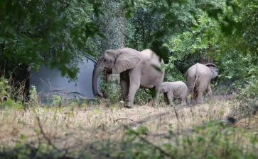 音乐《大象》教案6篇