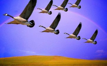 大雁飞教案优秀8篇