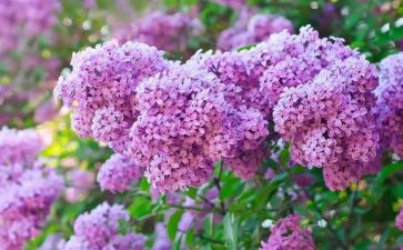 丁香节读后感5篇