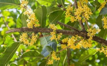 关于桂花的教案7篇
