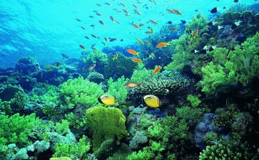 海底两万里的读后感海底两万里的读后感优秀7篇