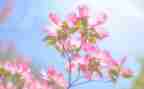 花开了作文7篇