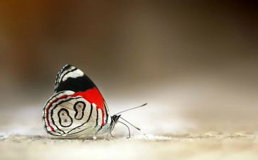 中班音乐蝴蝶飞教案7篇