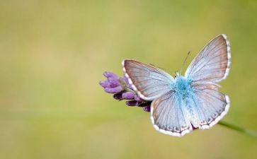 蝴蝶飞中班教案5篇
