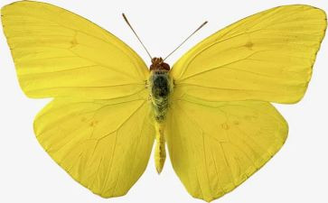 纸蝴蝶作文参考7篇