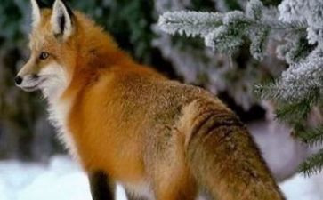 狐狸骗一次读后感通用8篇