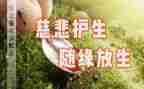 守护生命作文8篇