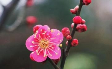 借物喻人的作文600字8篇