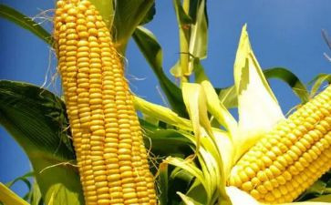 玉米?购合同推荐7篇