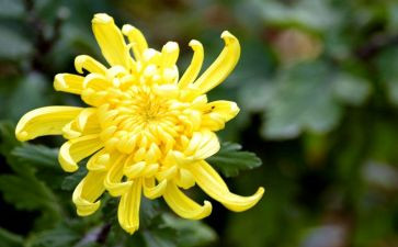 中班《菊花》教案5篇