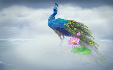 孔雀东南飞的读后感600字7篇