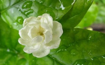 《爱如茉莉》教案6篇