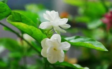 大班音乐茉莉花教案5篇
