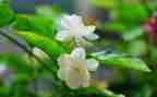 大班音乐茉莉花教案5篇