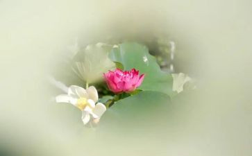 爱莲说教学反思模板7篇