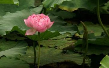 莲花的教案精选6篇