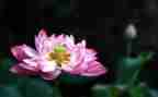 莲花有关的作文6篇