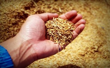 粮食科技周活动总结5篇