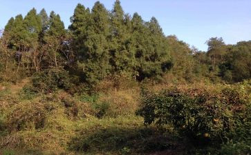 卖林地合同推荐5篇