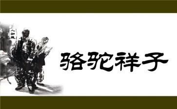 骆驼心得体会最新6篇