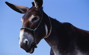 驴和他的影子读后感5篇