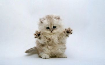 猫和鸟小班语言教案精选6篇