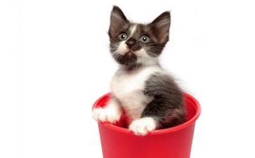 《猫和老鼠》教案6篇