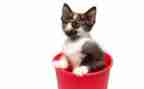 《猫和老鼠》教案6篇