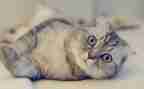 靳以的《猫》读后感200字最新6篇