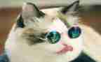 猫活动方案8篇