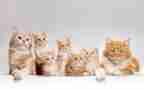 猫和老鼠的游戏教案5篇