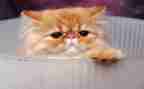 小猫的作文600字优秀作文7篇