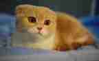 猫的作文600字精选8篇