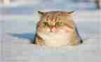 关于猫的演讲稿600字6篇