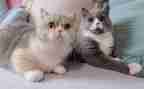 介绍熊猫的英语小作文精选7篇